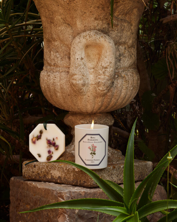 DAMASK ROSE – The Botanical Palets