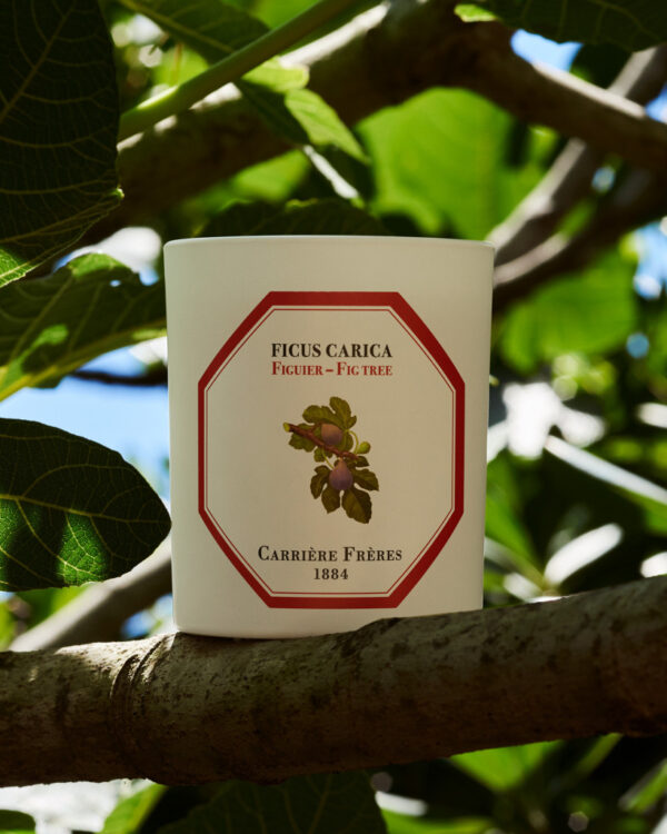 FIG TREE – The Scented Candle