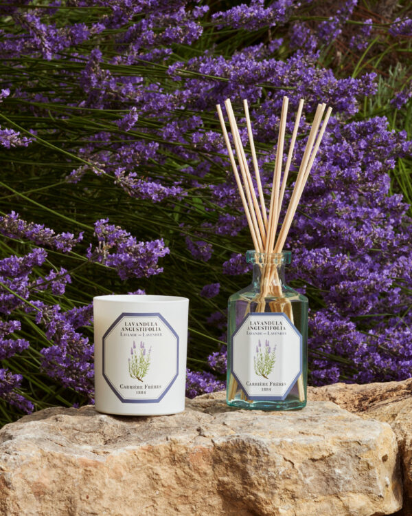 LAVENDER – The Scented Candle