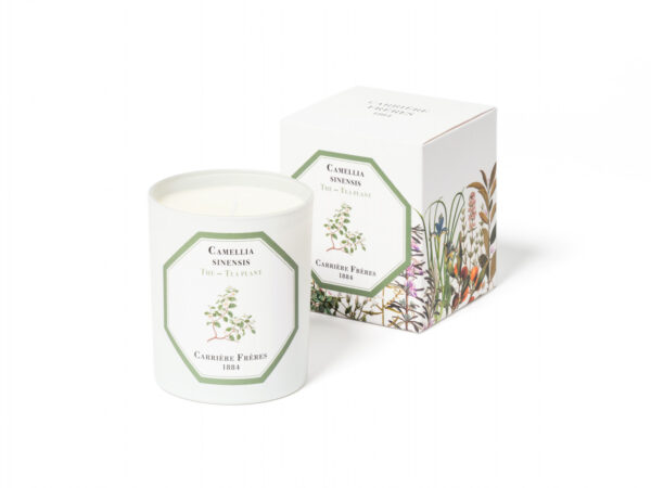 TEA PLANT – The Scented Candle