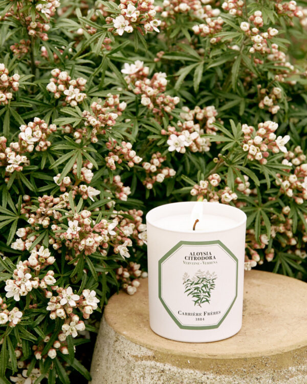 VERBENA – The Scented Candle