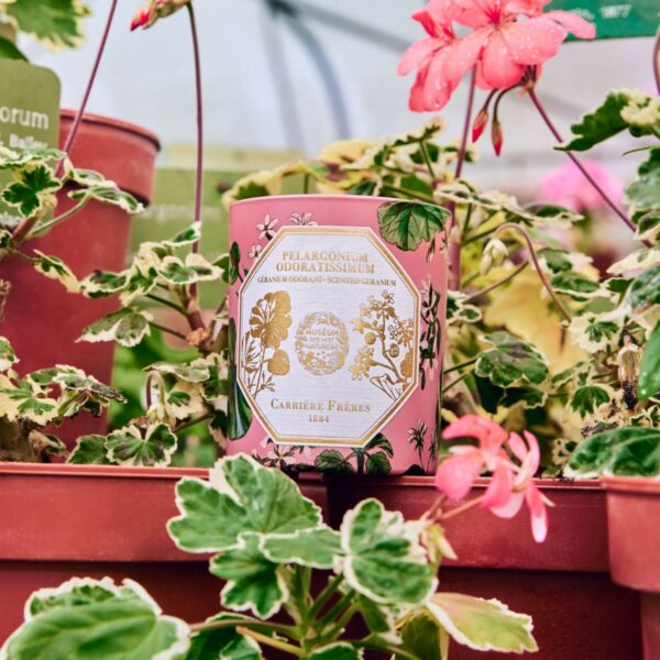 Bougie Géranium CANDLE