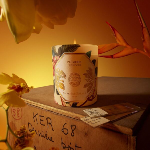 Bougie Frangipanier CANDLE