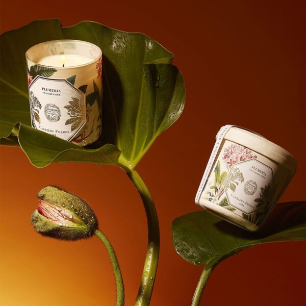 Bougie Frangipanier CANDLE